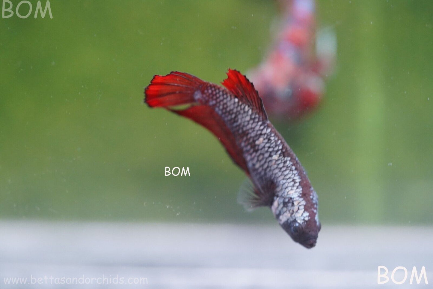 FEMALE RED SAMURAI HMPK Betta Fish - SORORITY : BOM997