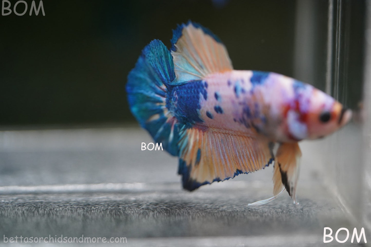 LIVE BETTTA MALE METALLIC MULTICOLOUR HMPK BEAUTIFUL COLOURS | BOM-A281