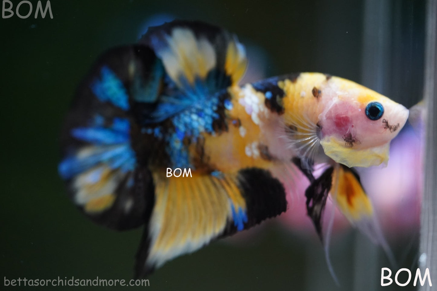 LIVE BETTTA MALE METALLIC MULTICOLOUR HMPK BEAUTIFUL COLOURS | BOM-A284