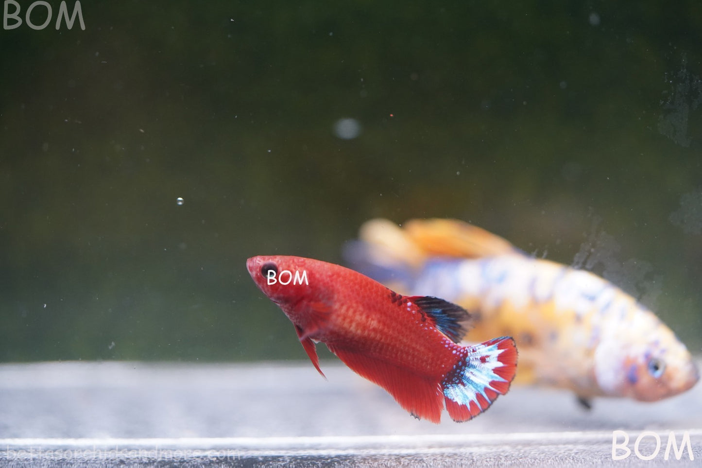 PREMIUM FEMALE HELLBOY HMPK BETTA Fish:Live HMPK | BOM-A277