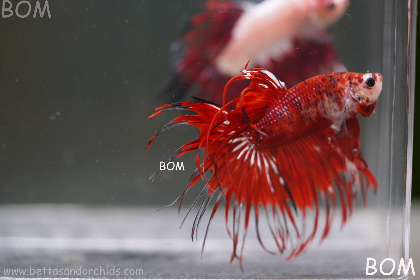LIVE BETTA MALE CROWN FANTASTIC REDS KOI : Unique Fish | BOM-A303