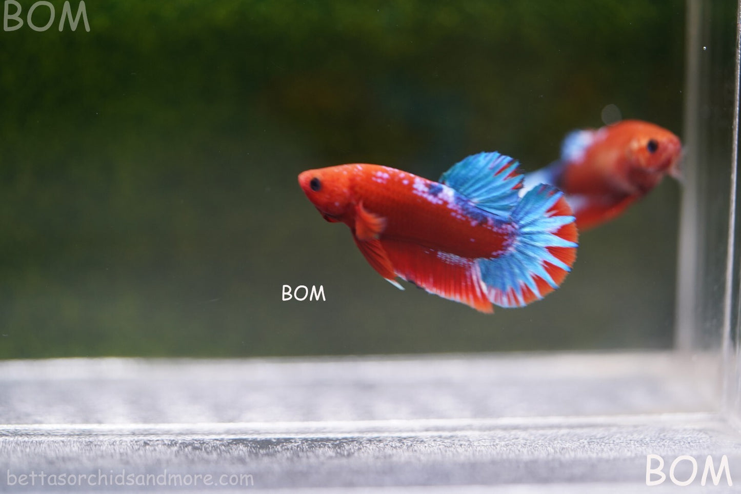 PREMIUM MALE HELLBOY HMPK BETTA Fish:Live HMPK | BOM-A226