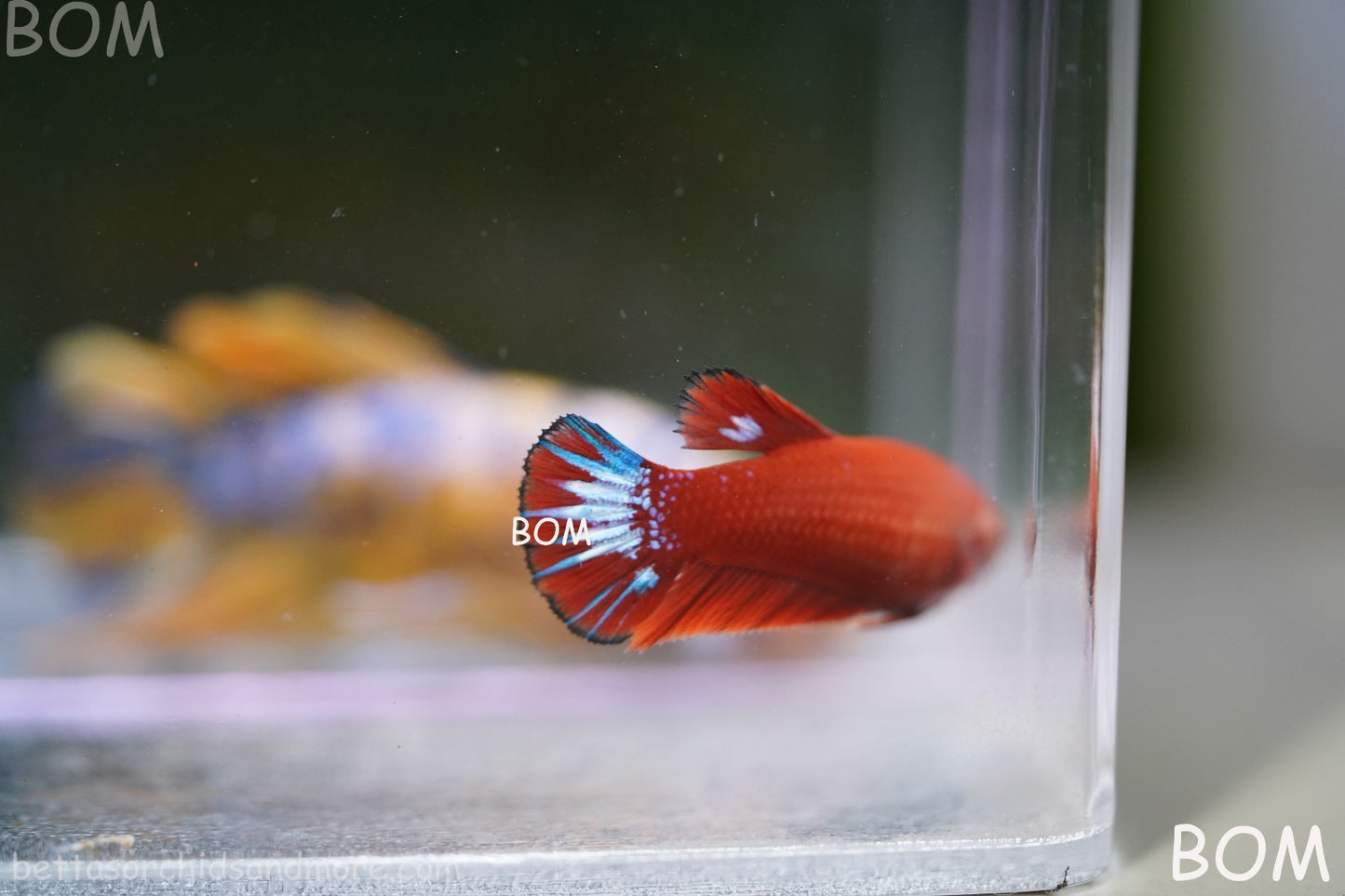 PREMIUM FEMALE HELLBOY HMPK BETTA Fish:Live HMPK | BOM-A276