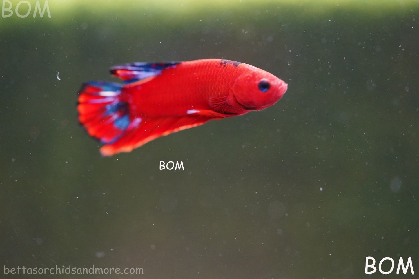 PREMIUM MALE HELLBOY HMPK BETTA Fish:Live HMPK | BOM-A273