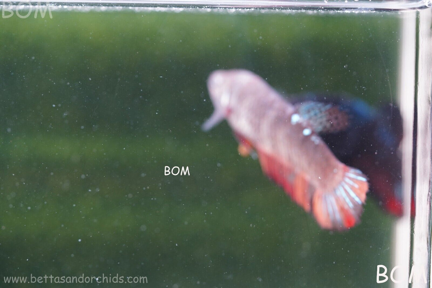 LIVE BETTA HMPK BIG FEMALE BLACK VARIANT | BOM-A50