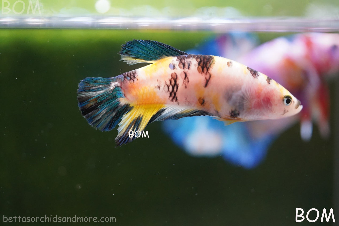 LIVE BETTTA FEMALE METALLIC MULTICOLOUR HMPK BEAUTIFUL COLOURS | BOM-A285