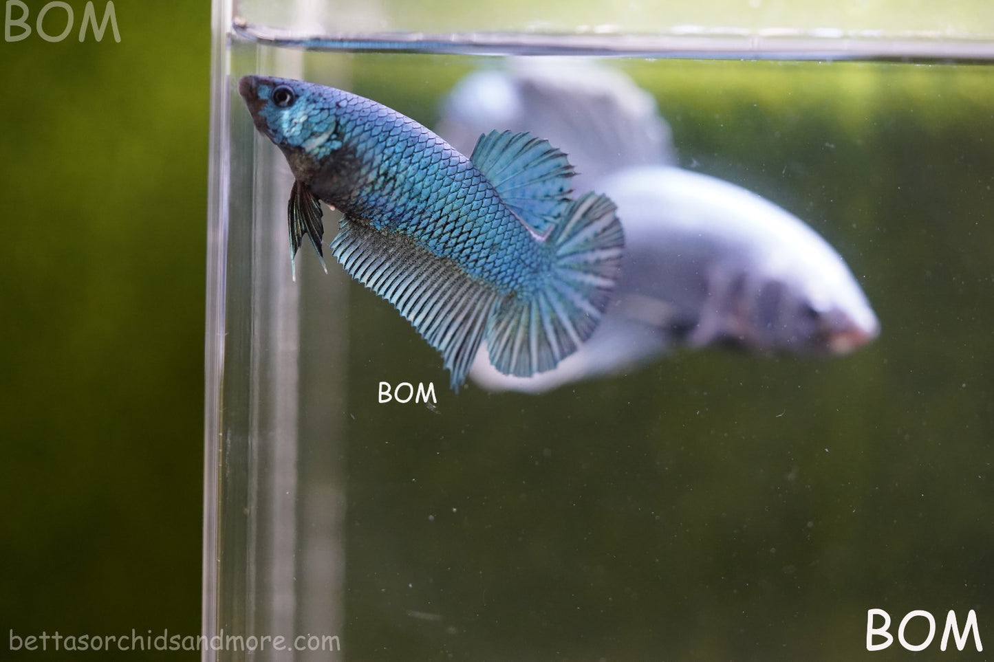 LIVE BETTA GIANT FEMALE BLUE SERIES | BOM-A311