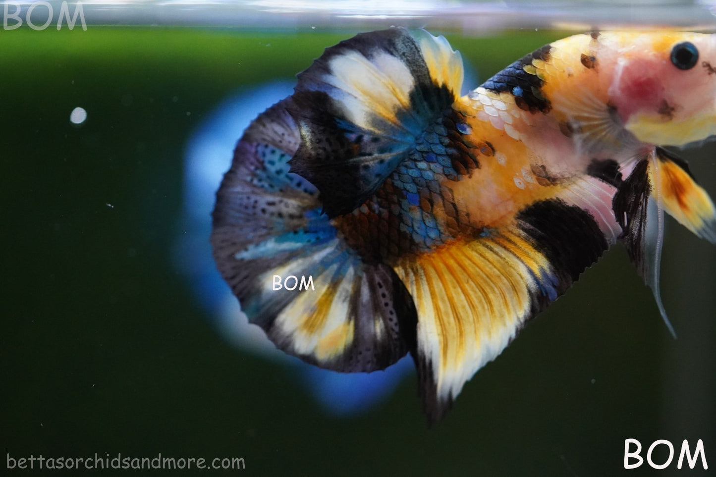 LIVE BETTTA MALE METALLIC MULTICOLOUR HMPK BEAUTIFUL COLOURS | BOM-A284