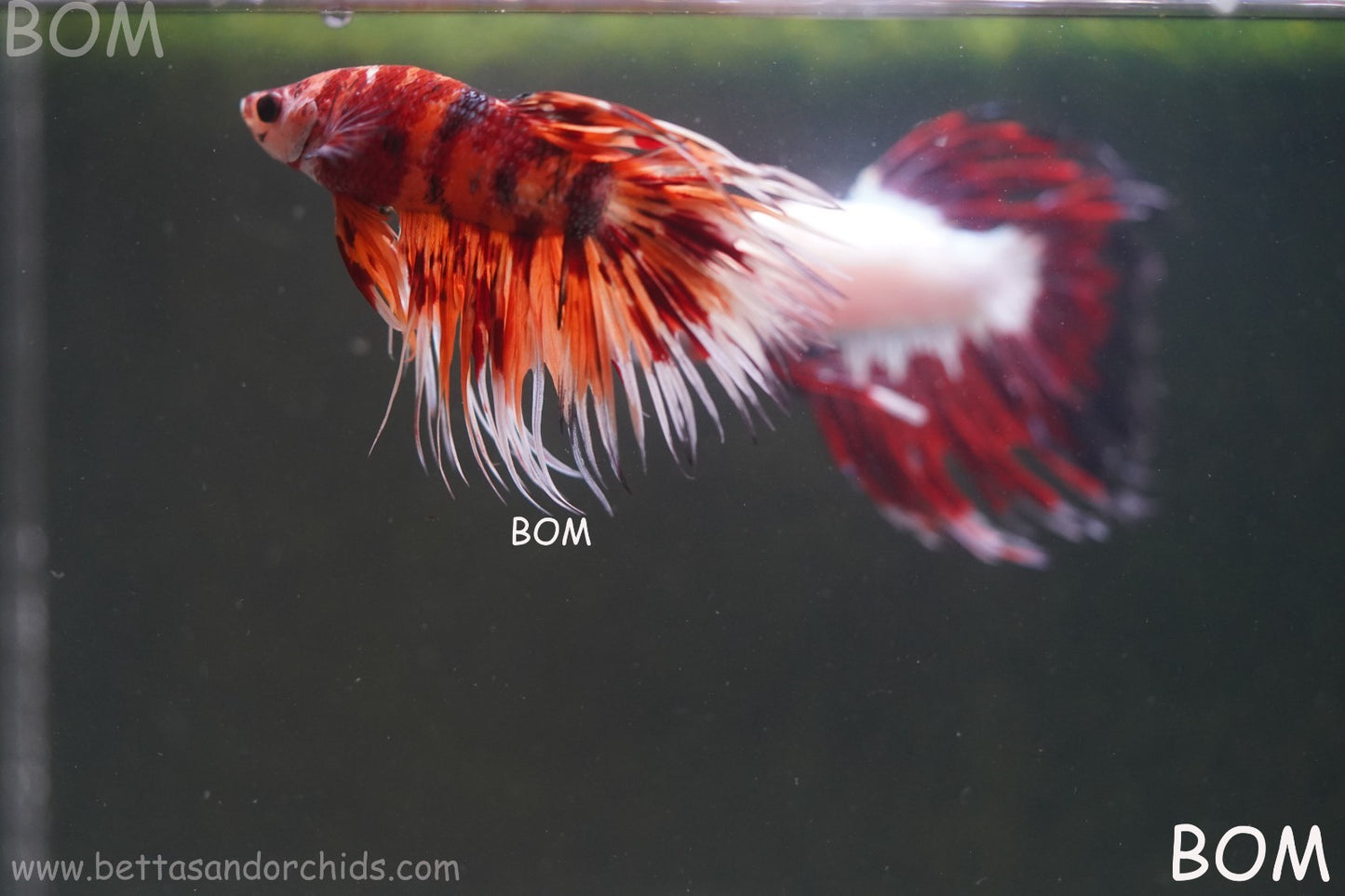 LIVE BETTA MALE CROWN LEOPARDS FIREWORKS : Unique Fish | BOM-A298