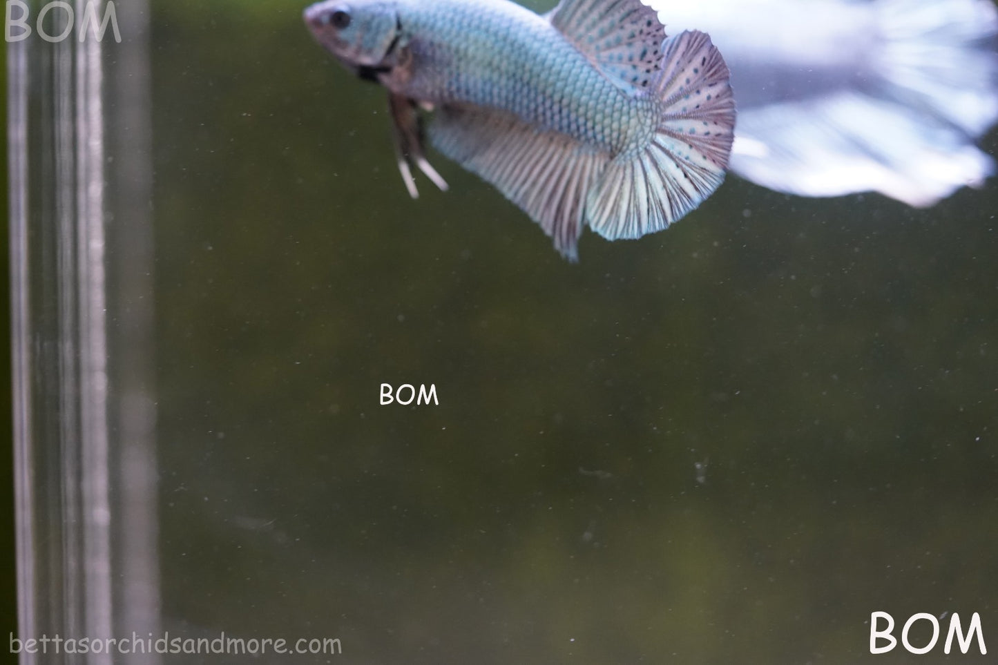 LIVE BETTA GIANT FEMALE BLUE SERIES | BOM-A314