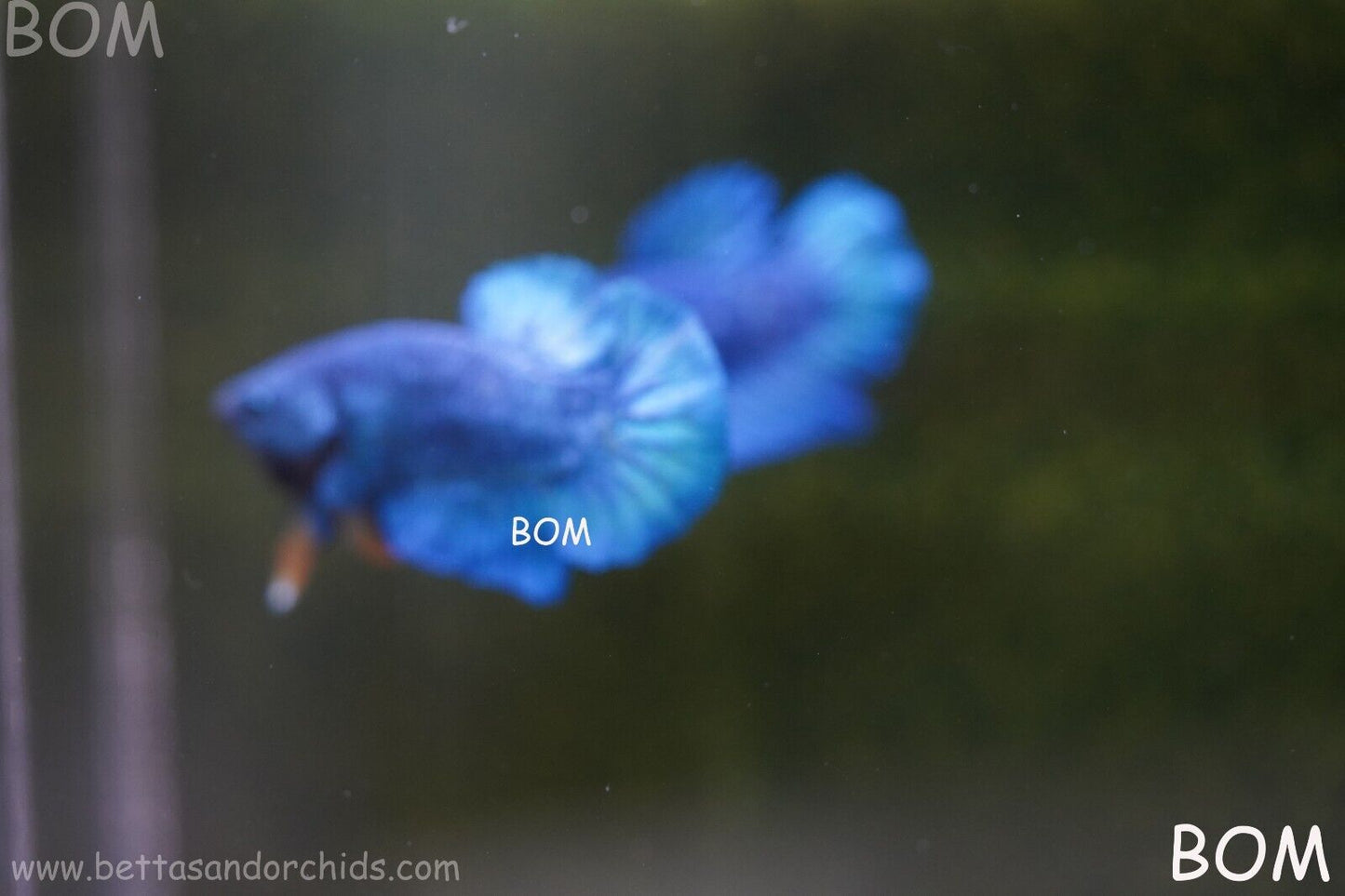 MALE GREEN ARMOUR SERIES Plakat Betta Fish: Live HMPK YELLOW TIE BOM-A65