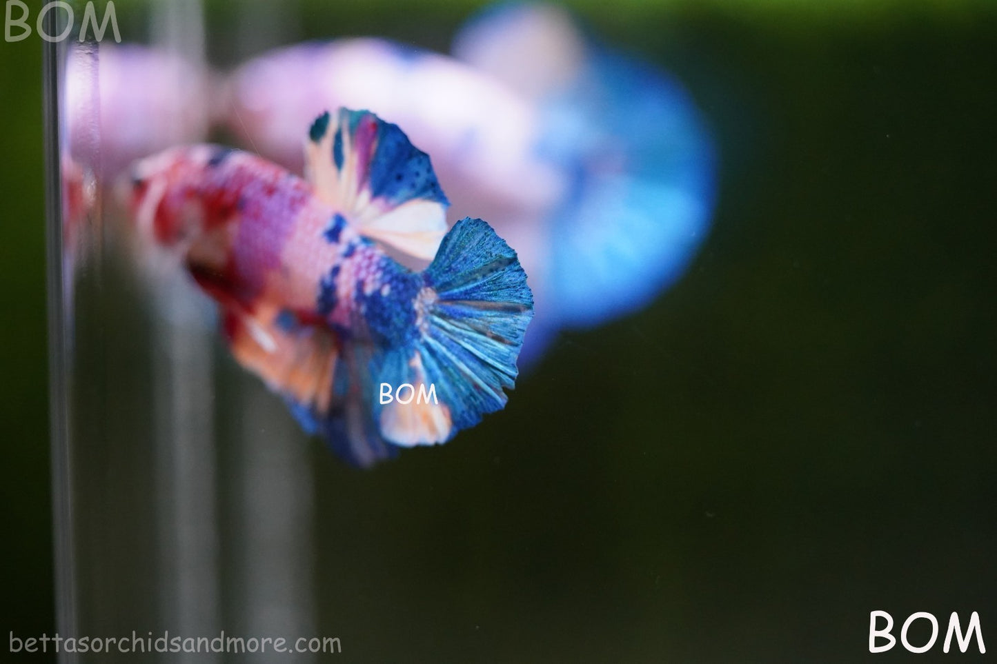 LIVE BETTTA MALE METALLIC MULTICOLOUR HMPK BEAUTIFUL COLOURS | BOM-A280