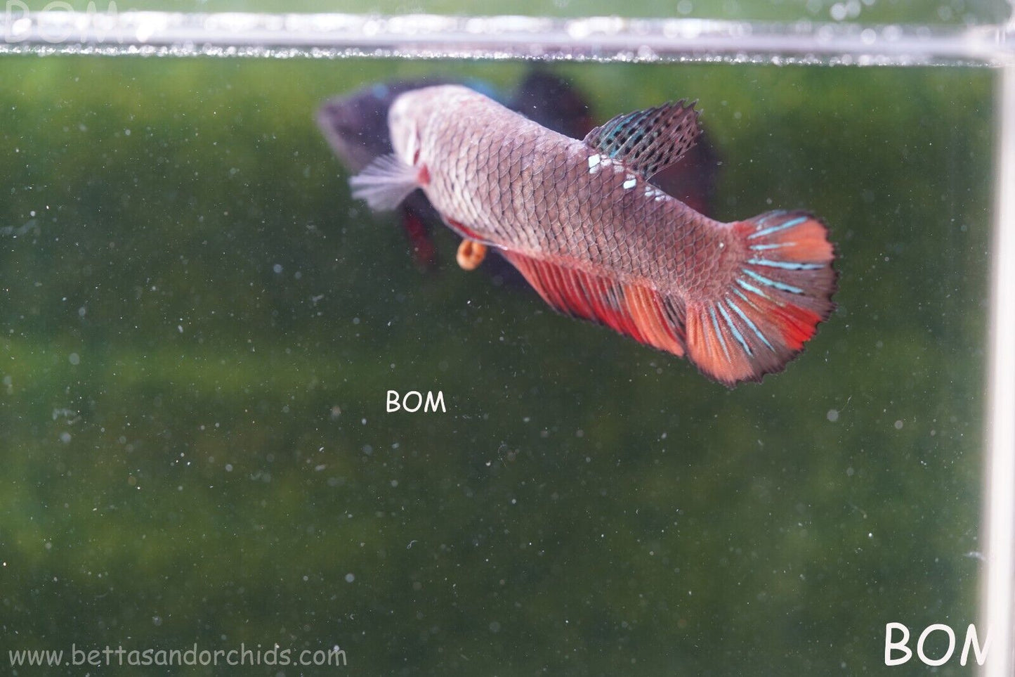 LIVE BETTA HMPK BIG FEMALE BLACK VARIANT | BOM-A50