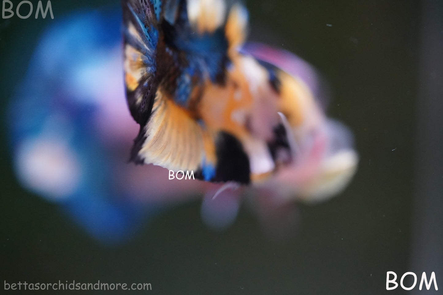 LIVE BETTTA MALE METALLIC MULTICOLOUR HMPK BEAUTIFUL COLOURS | BOM-A284