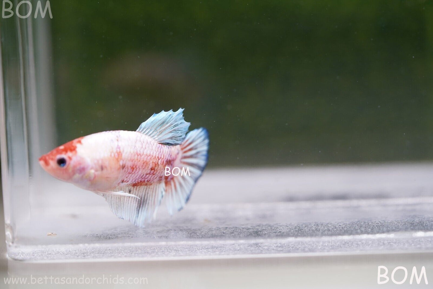 MALE BETTA HMPK MULTICOLOUR | BOM932