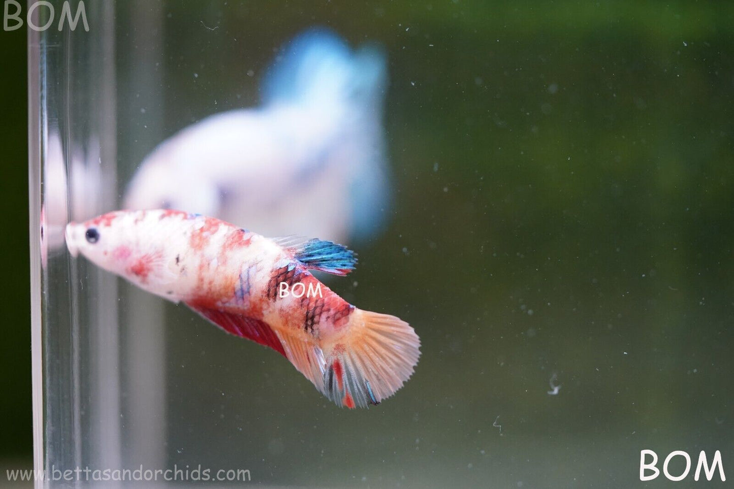 LIVE BETTTA BIG FEMALE MULTICOLOUR HMPK | BOM-A118