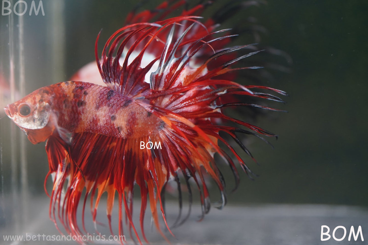 LIVE BETTA MALE CROWN FIREWORKS RED : Unique Fish | BOM-A292