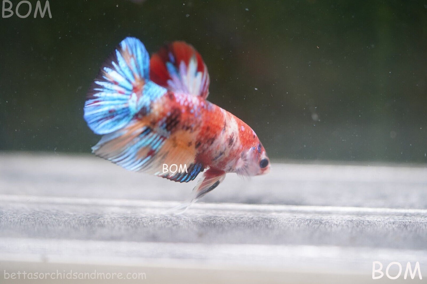 LIVE BETTTA BIG MALE MULTICOLOUR HMPK | BOM-A144