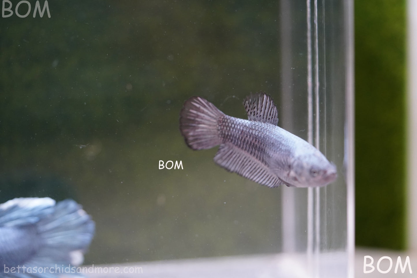 LIVE BETTA JUNIOR GIANT FEMALE COPPER | BOM-A316