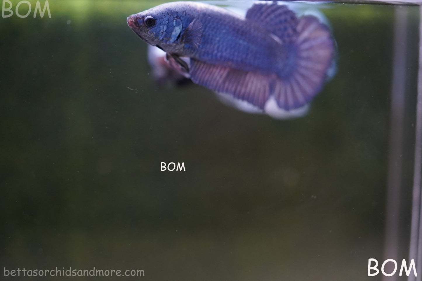 LIVE BETTA GIANT FEMALE BLUE SERIES | BOM-A308
