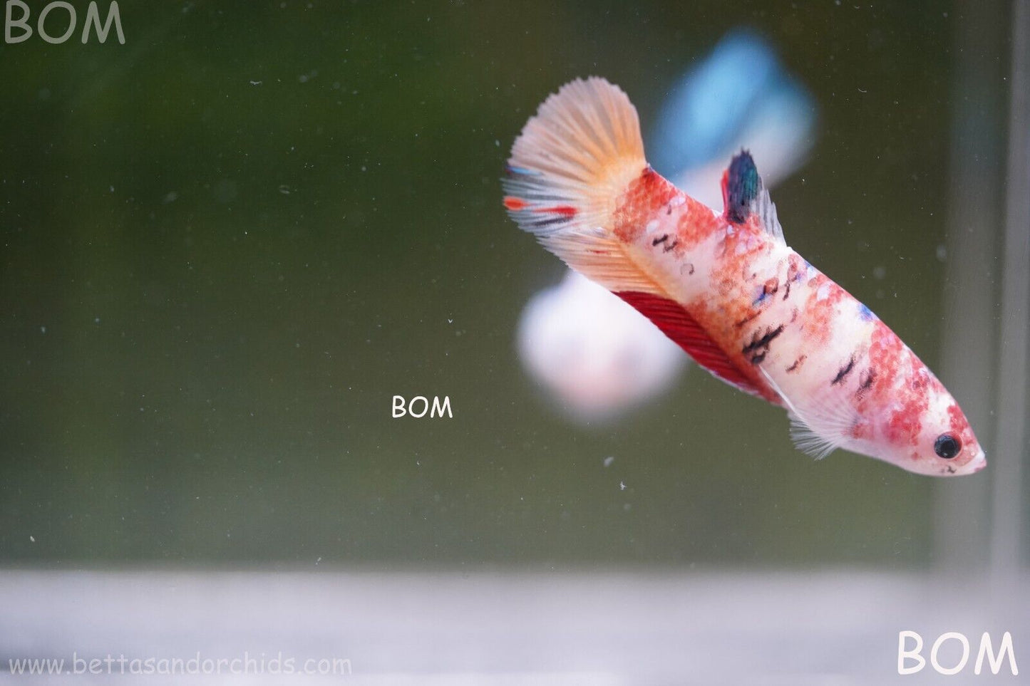 LIVE BETTTA BIG FEMALE MULTICOLOUR HMPK | BOM-A118