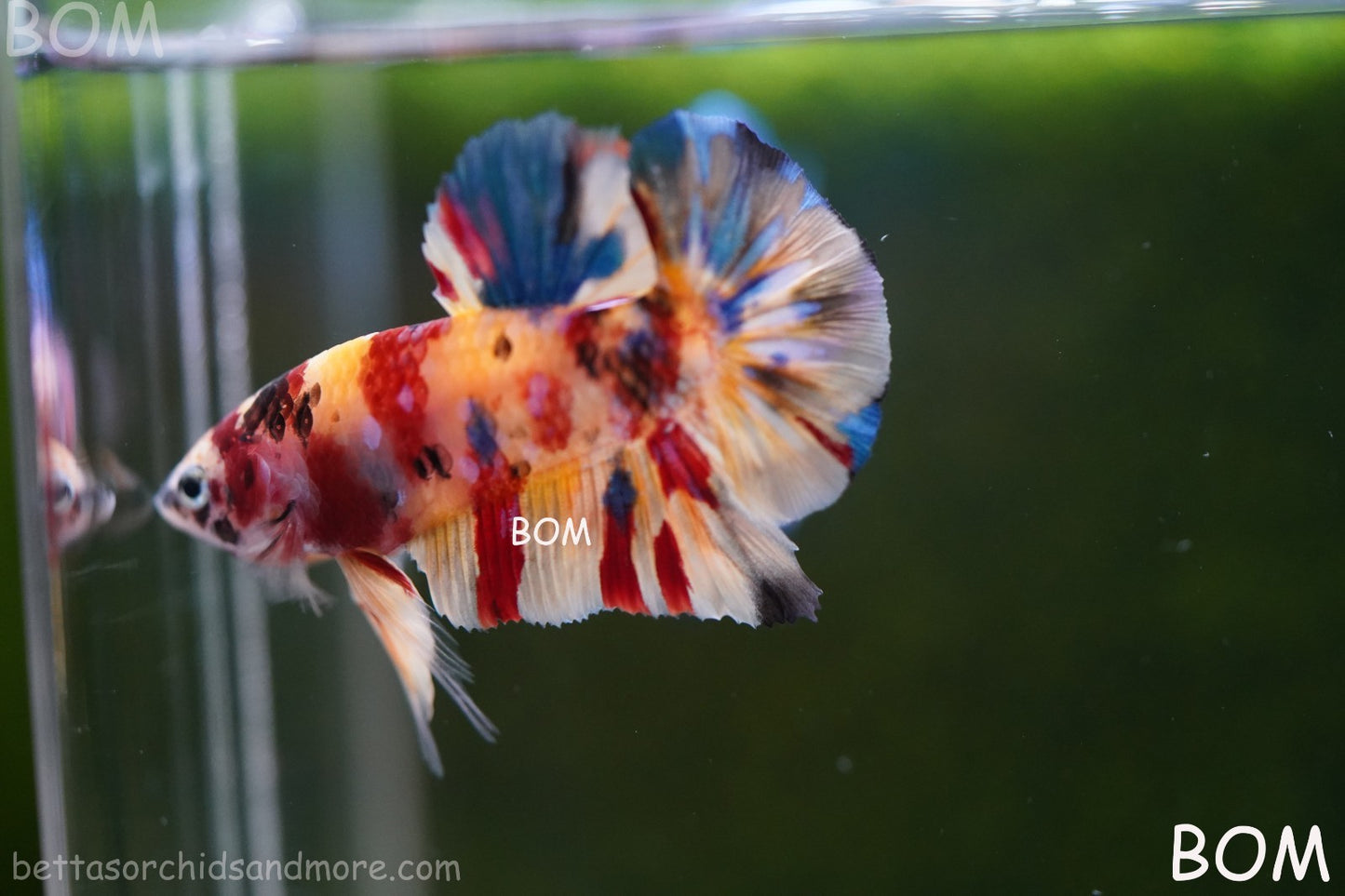 LIVE BETTTA MALE METALLIC MULTICOLOUR HMPK BEAUTIFUL COLOURS | BOM-A283