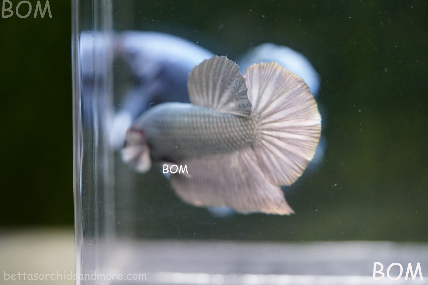 LIVE BETTA GIANT MALE COPPER 5 CM BO | BOM-A315