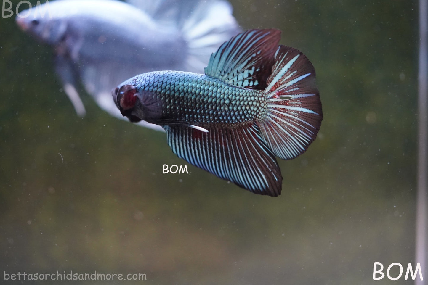 LIVE BETTA GIANT MALE BLUE SERIES 5 CM BO | BOM-A313