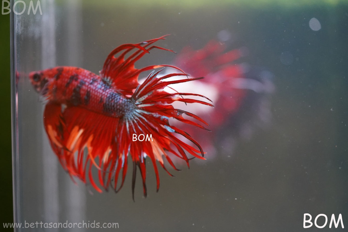 LIVE BETTA MALE CROWN NEMO REDS : Unique Fish | BOM-A302
