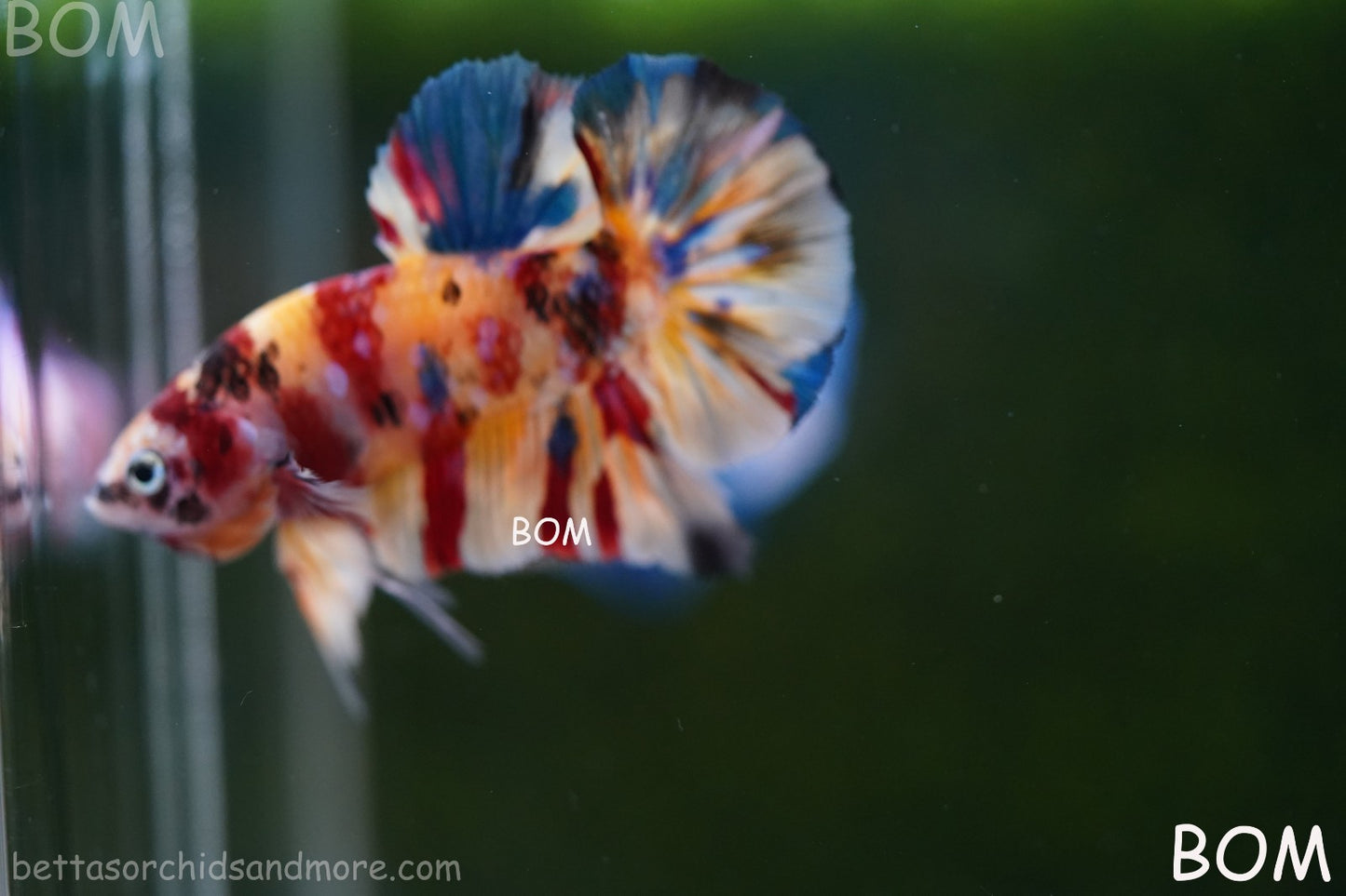 LIVE BETTTA MALE METALLIC MULTICOLOUR HMPK BEAUTIFUL COLOURS | BOM-A283