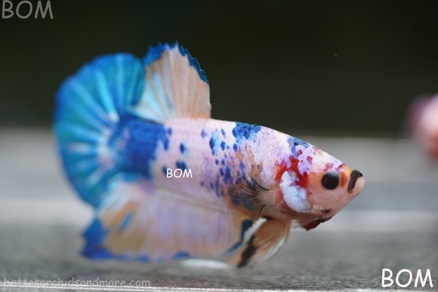 LIVE BETTTA MALE METALLIC MULTICOLOUR HMPK BEAUTIFUL COLOURS | BOM-A281