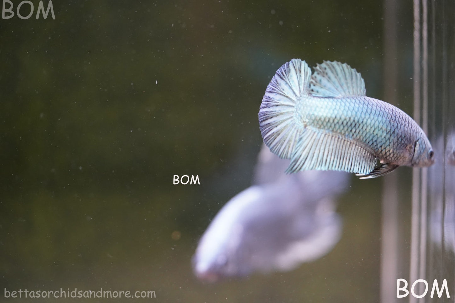 LIVE BETTA GIANT FEMALE BLUE SERIES | BOM-A314