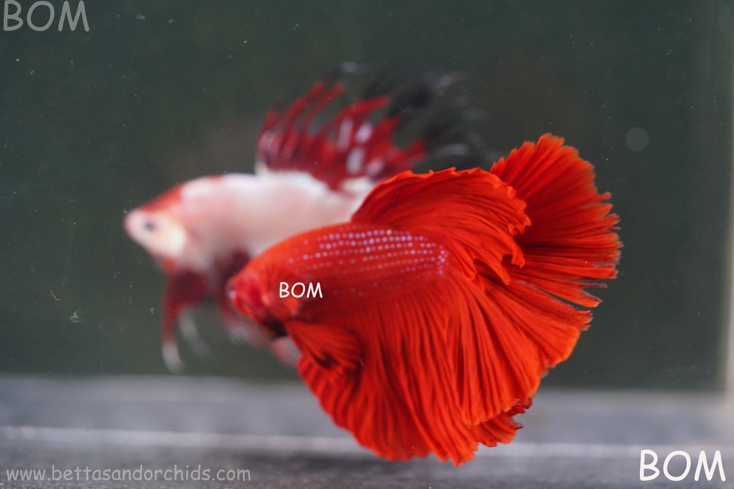 LIVE BETTA MALE KING RED ROSE TAIL : Unique Fish | BOM-A294