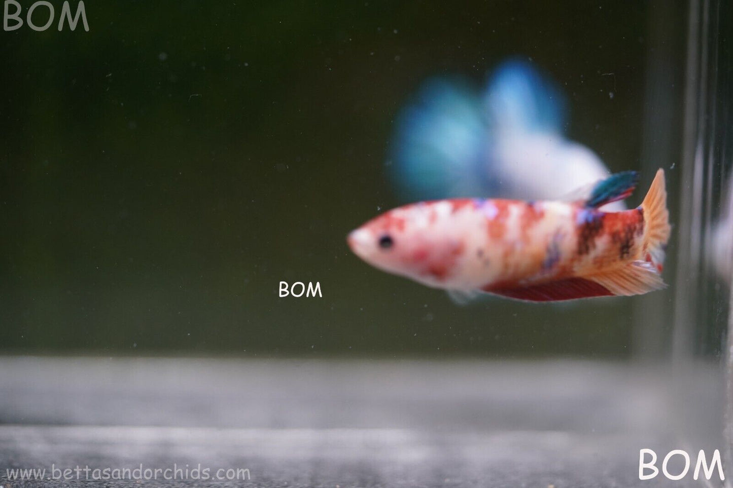 LIVE BETTTA BIG FEMALE MULTICOLOUR HMPK | BOM-A118