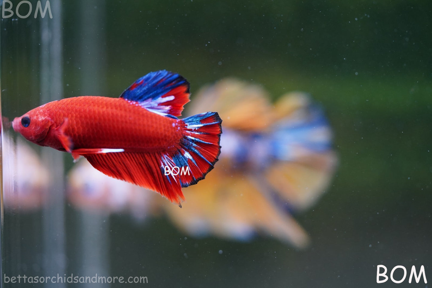 PREMIUM MALE HELLBOY HMPK BETTA Fish:Live HMPK | BOM-A273