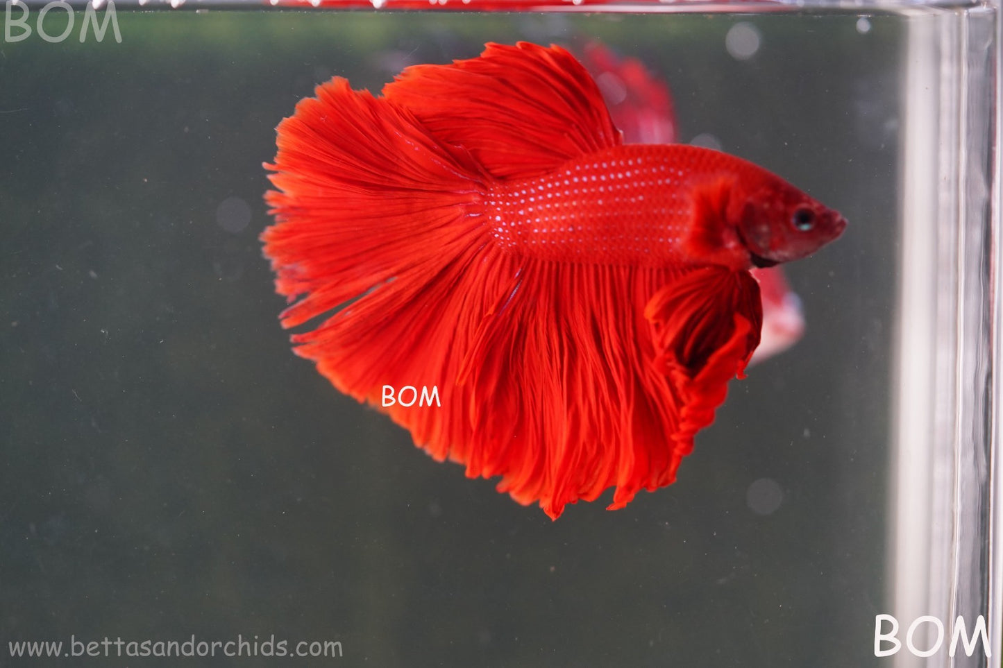 LIVE BETTA MALE KING RED ROSE TAIL : Unique Fish | BOM-A294