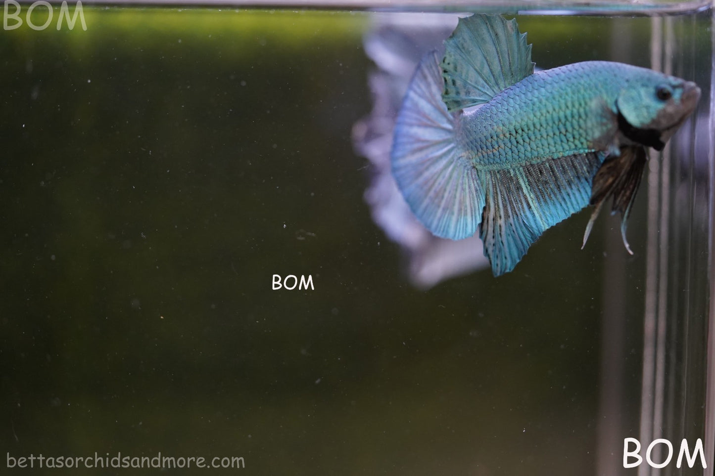 LIVE BETTA GIANT MALE BLUE SERIES 5 CM BO | BOM-A312
