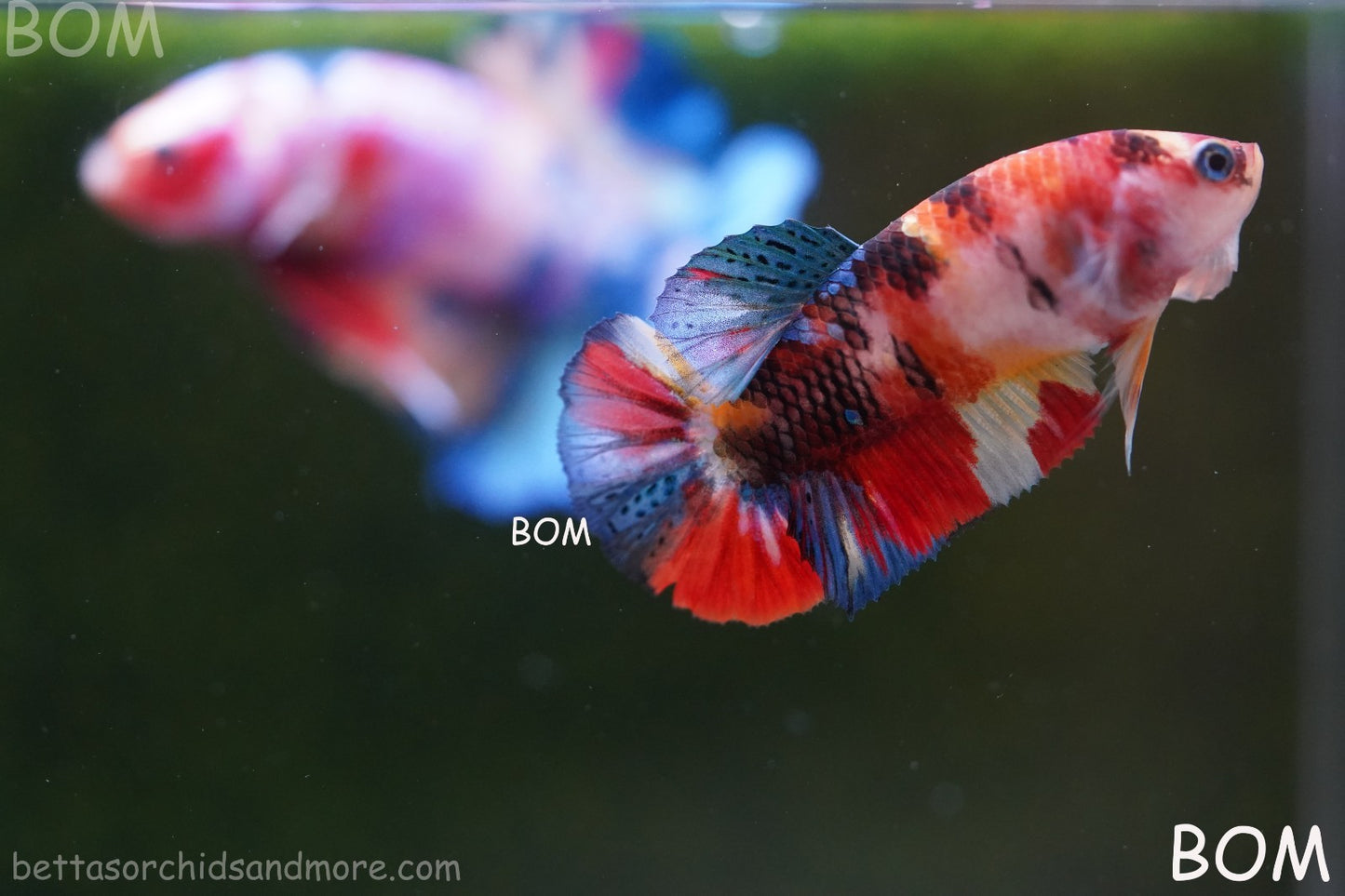LIVE BETTTA FEMALE METALLIC MULTICOLOUR HMPK BEAUTIFUL COLOURS | BOM-A286