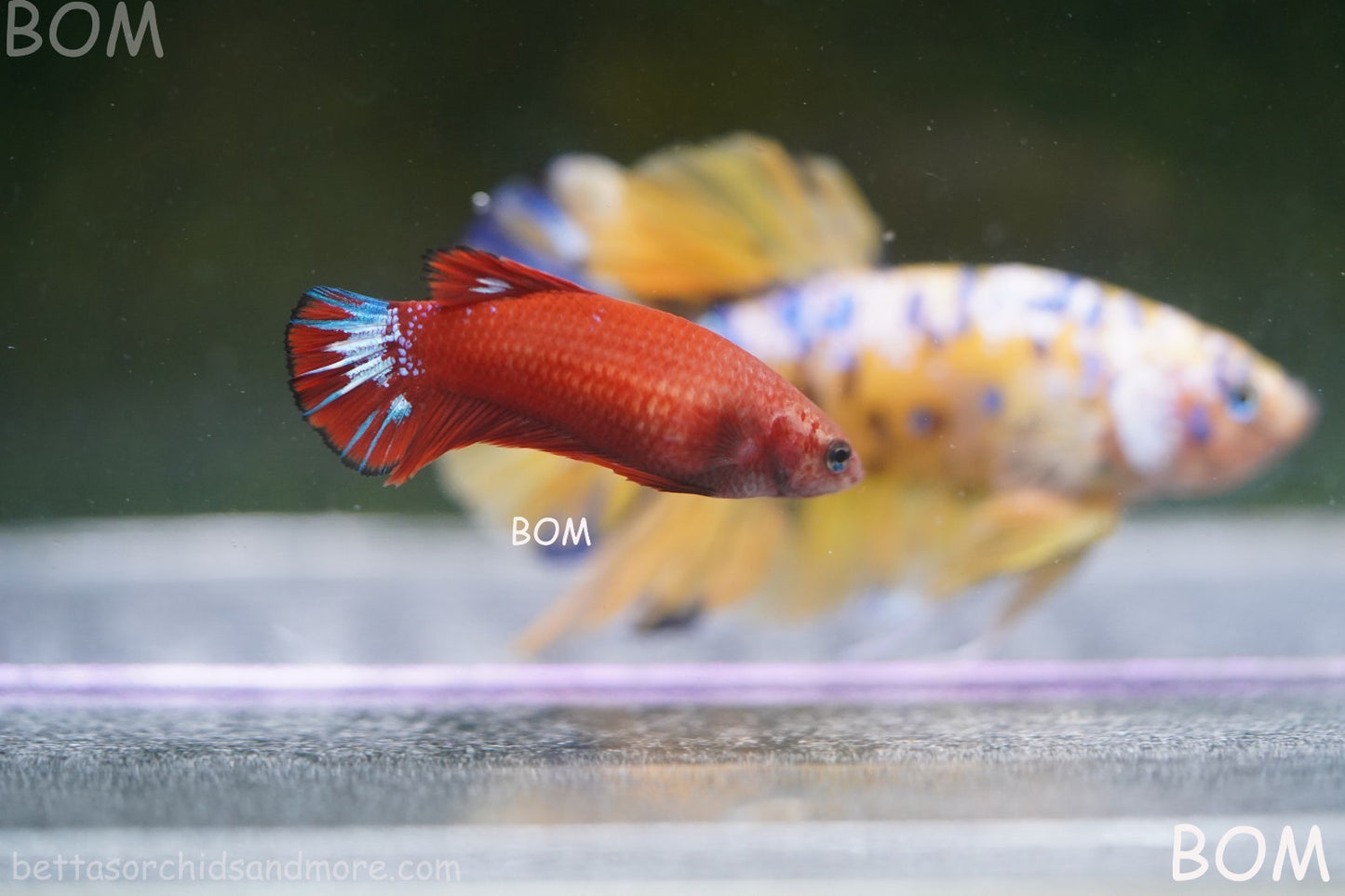 PREMIUM FEMALE HELLBOY HMPK BETTA Fish:Live HMPK | BOM-A276