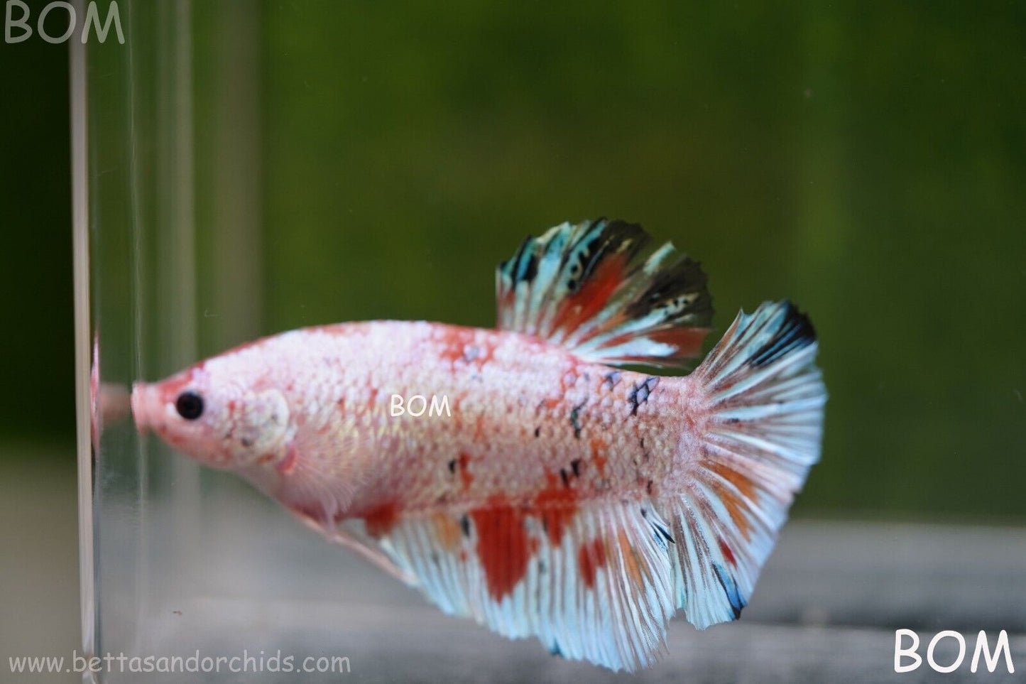 Betta Plakat GIANT MALE MULTICOLOUR | BOM-A99