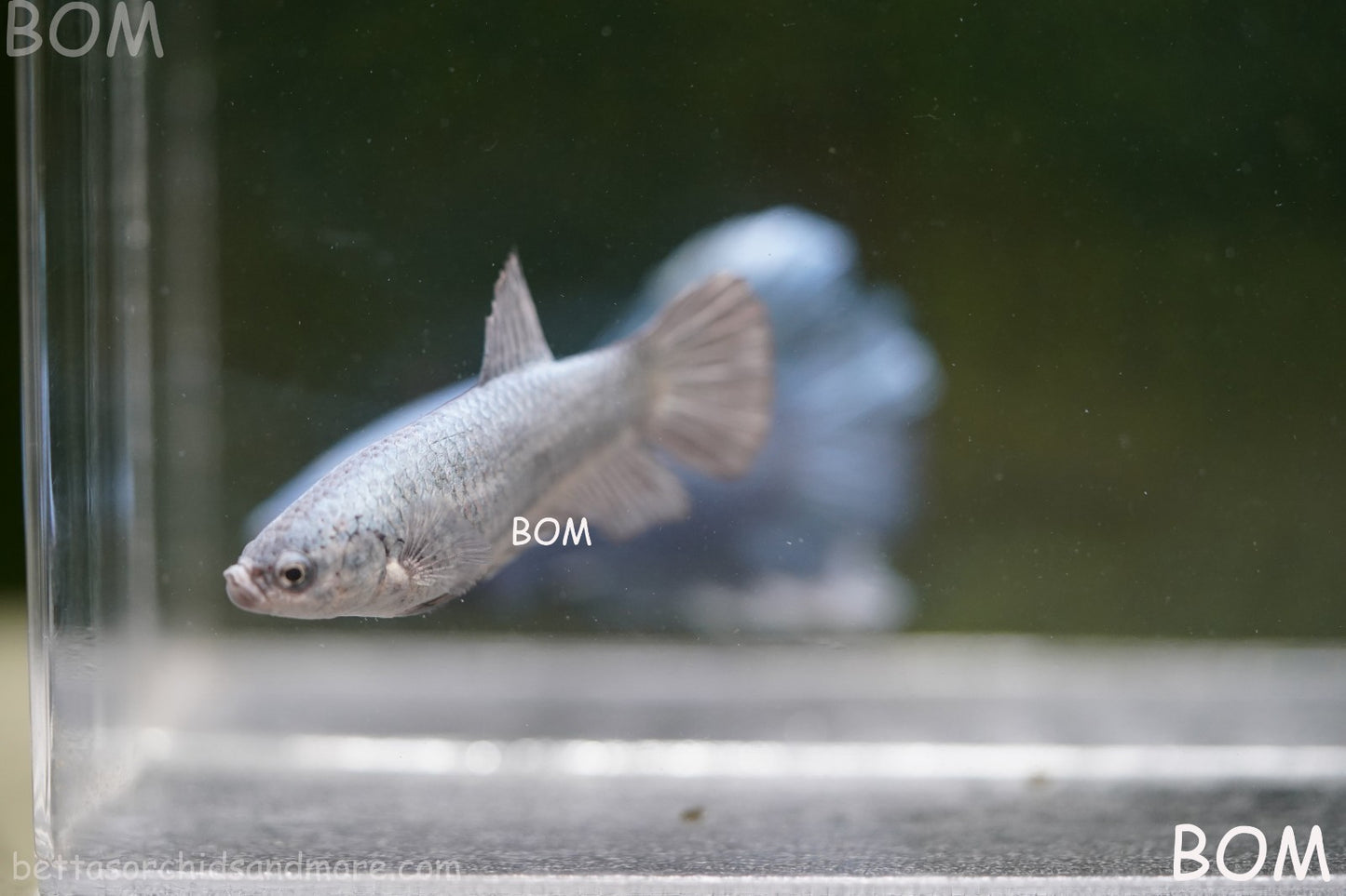 LIVE BETTA JUNIOR GIANT FEMALE COPPER | BOM-A317