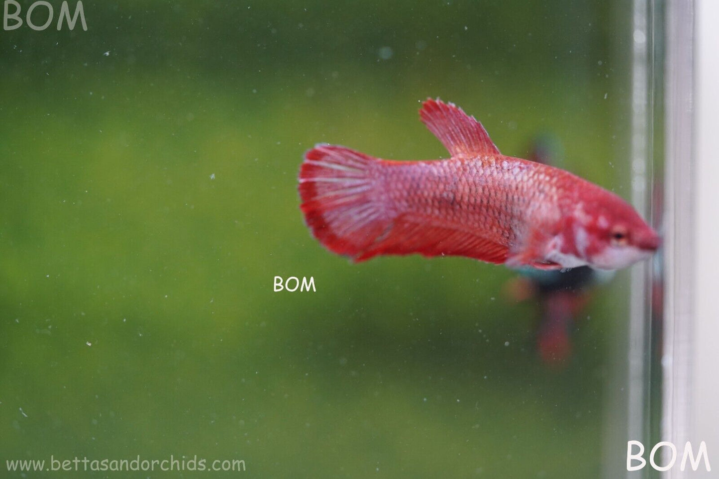 LIVE BETTA HMPK FEMALE FANCY RED | BOM975