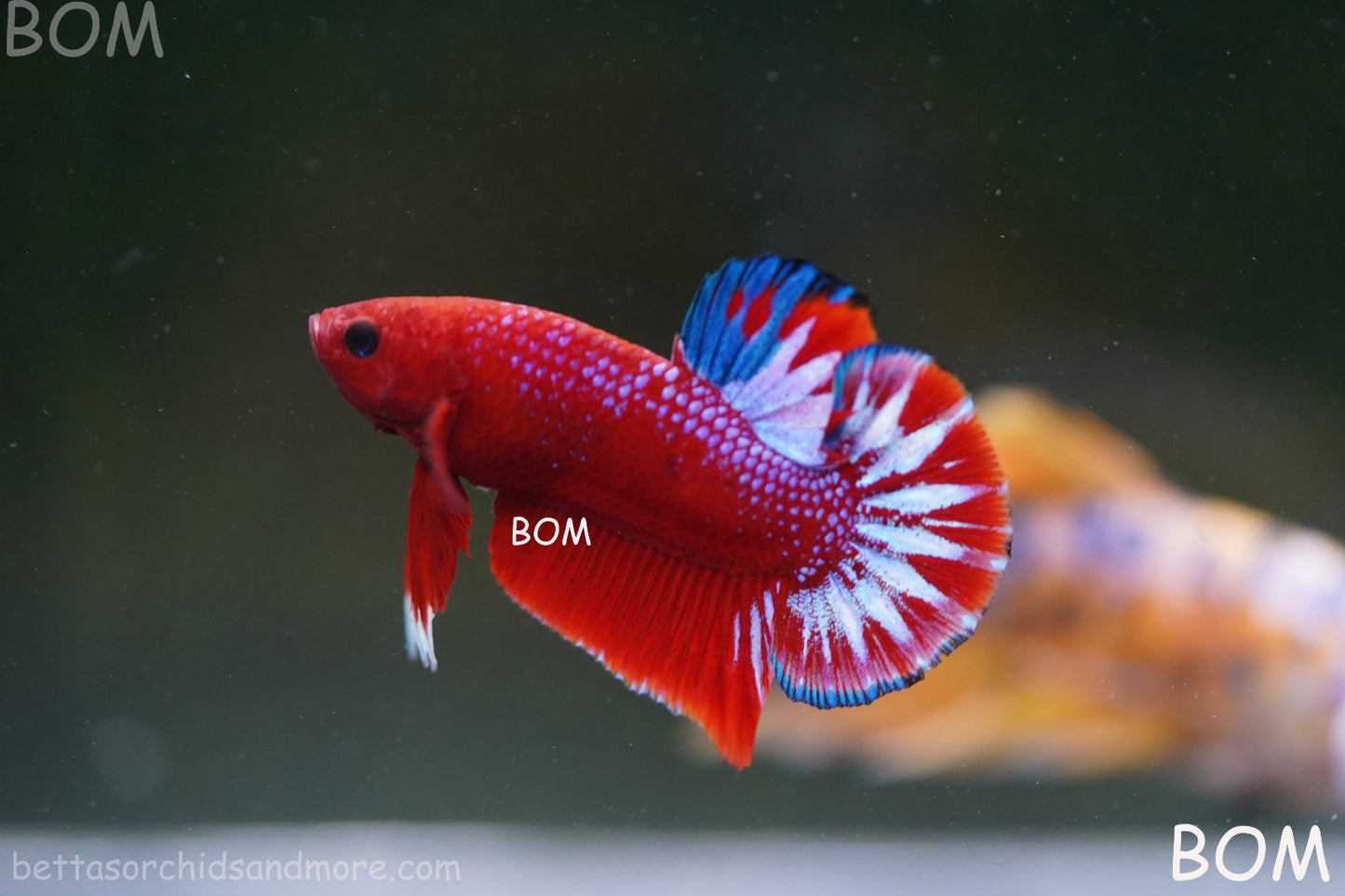 PREMIUM MALE HELLBOY HMPK BETTA Fish:Live HMPK | BOM-A270