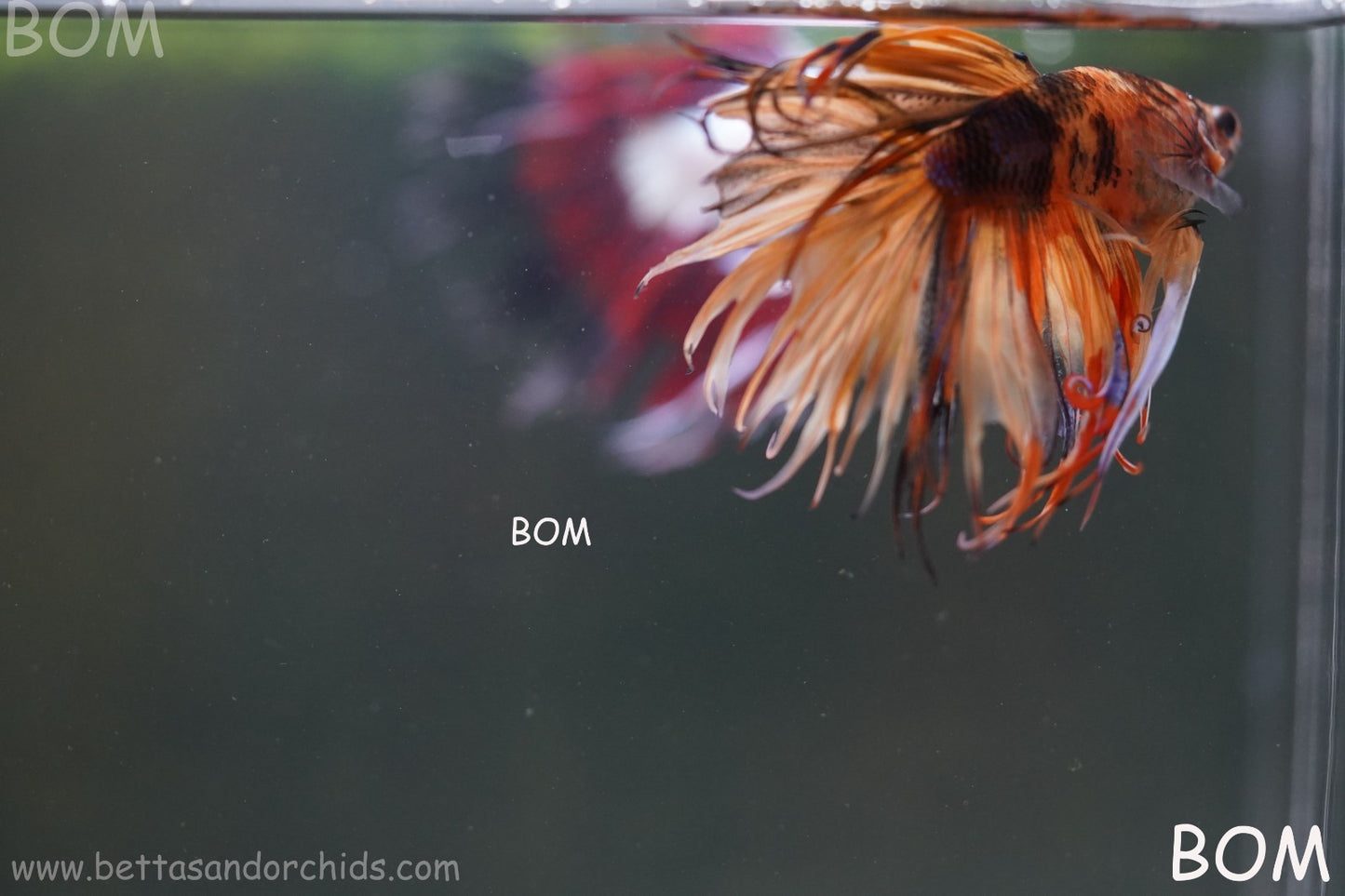 LIVE BETTA MALE CROWN JELLY YELLOW : Unique Fish | BOM-A301