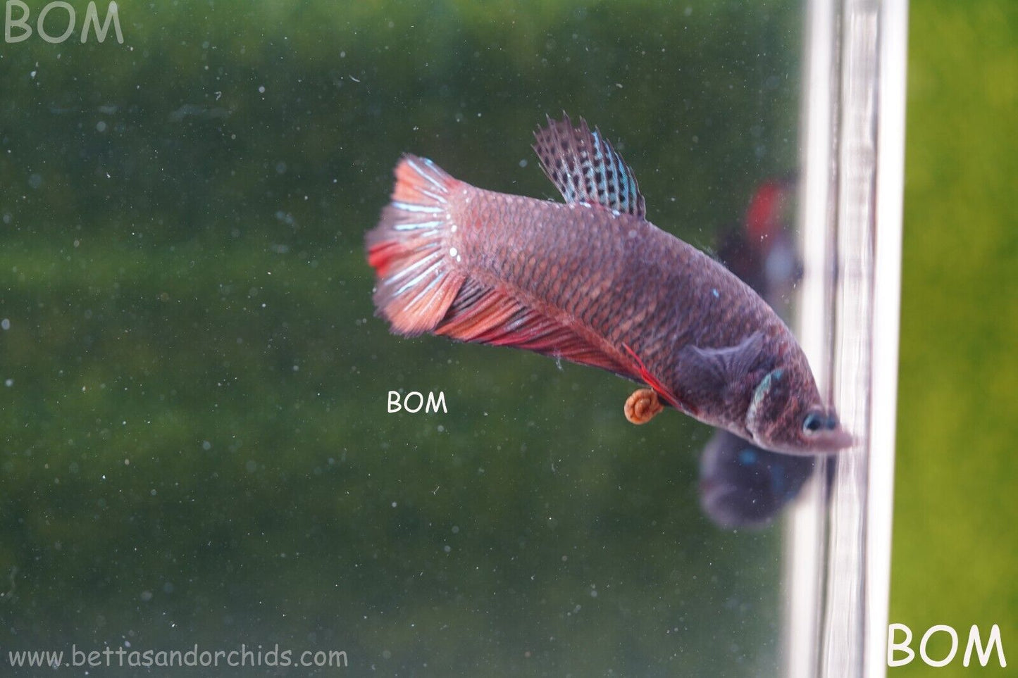 LIVE BETTA HMPK BIG FEMALE BLACK VARIANT | BOM-A50