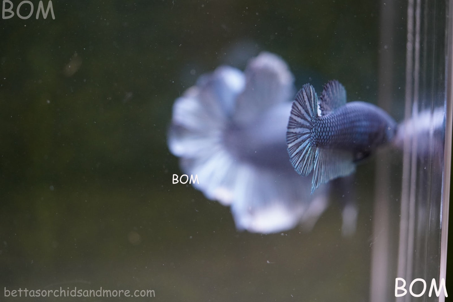 LIVE BETTA GIANT FEMALE BLUE SERIES | BOM-A311