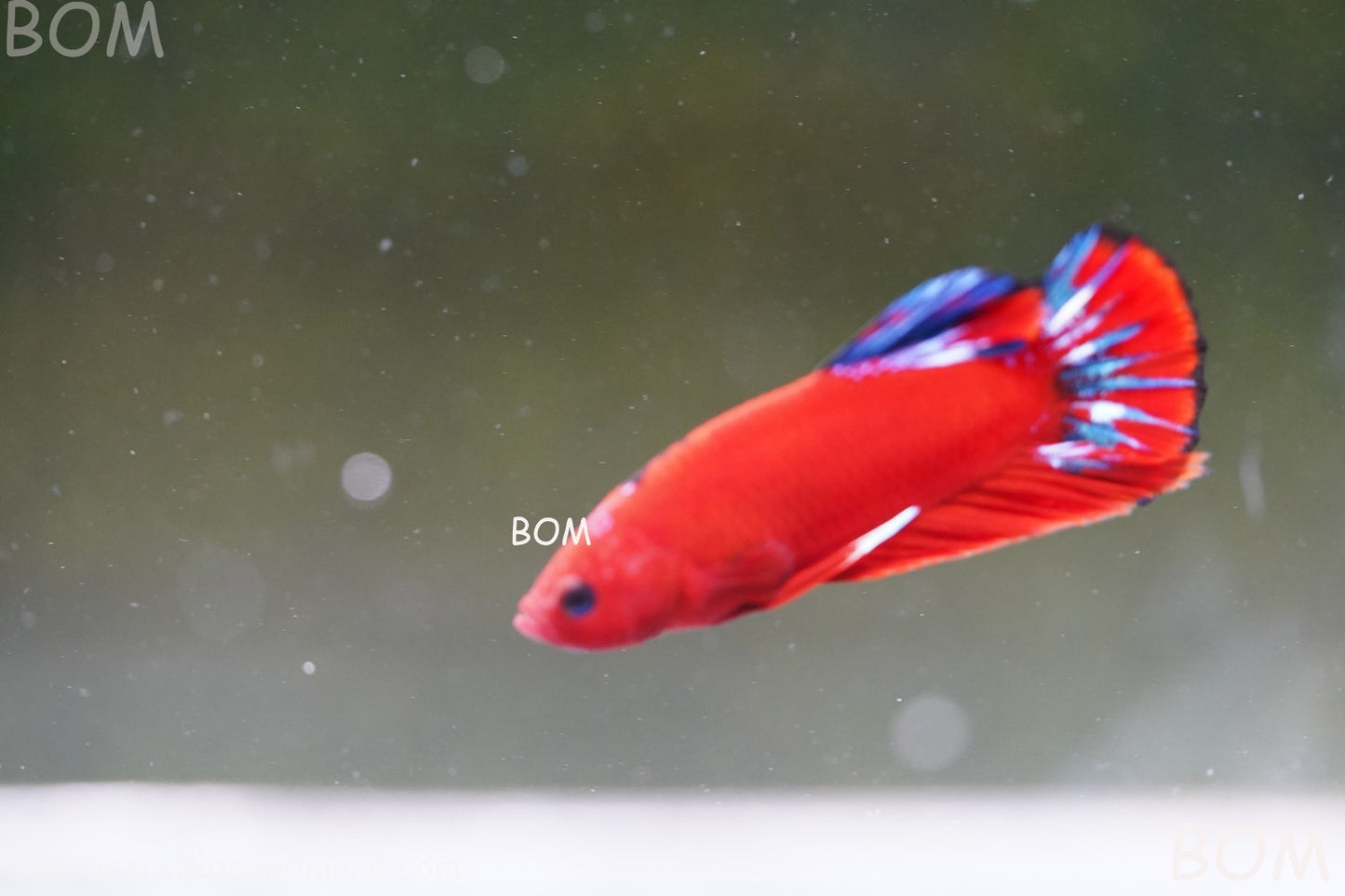 PREMIUM MALE HELLBOY HMPK BETTA Fish:Live HMPK | BOM-A273