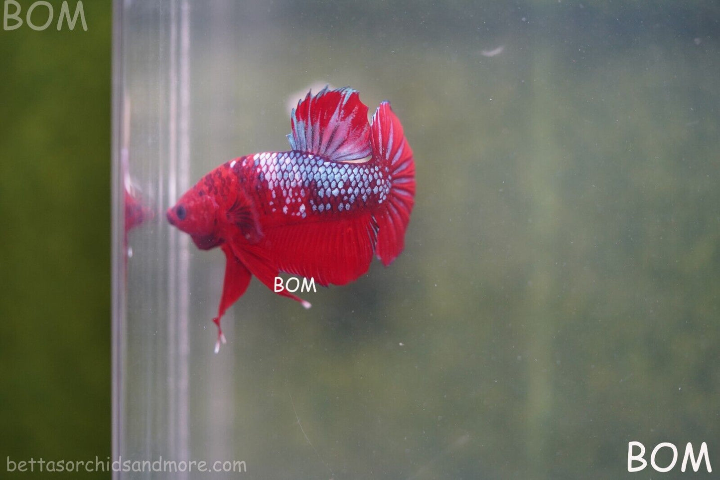 LIVE BETTA HMPK MALE FANCY RED | BOM-A177
