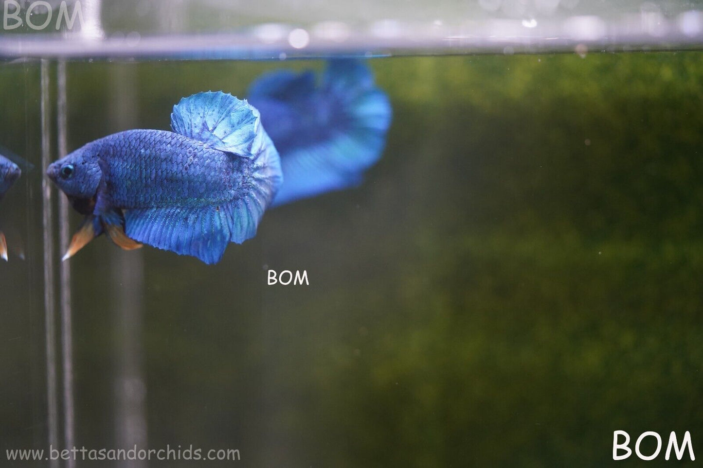 MALE GREEN ARMOUR SERIES Plakat Betta Fish: Live HMPK YELLOW TIE BOM-A65