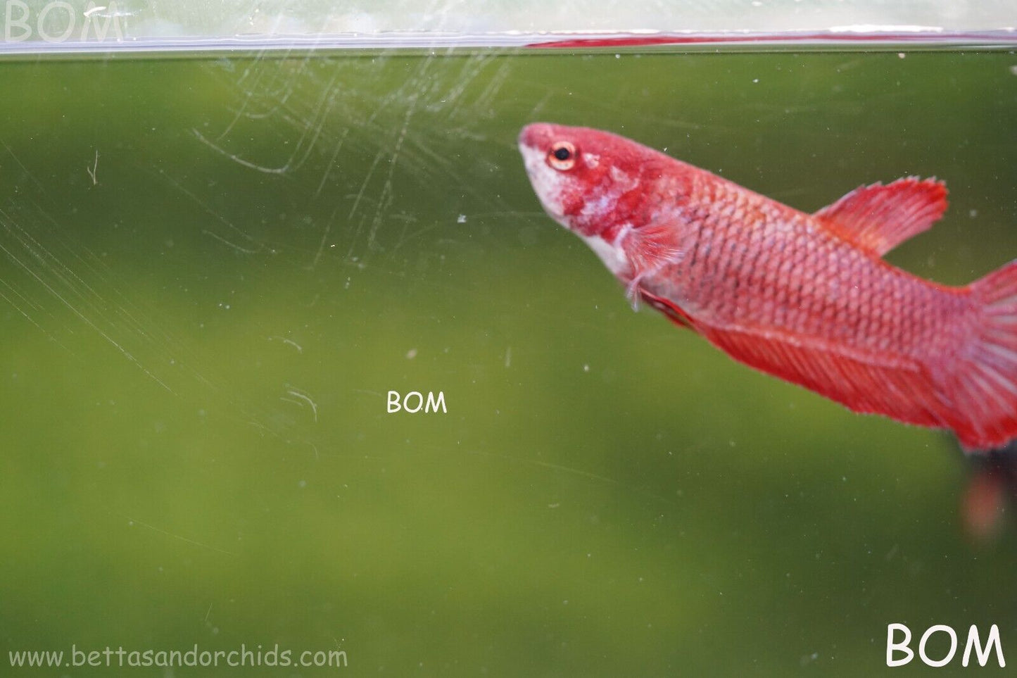 LIVE BETTA HMPK FEMALE FANCY RED | BOM975